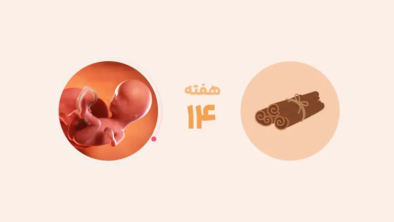 رشد و اندازه جنین در هفتعه چهاردهم بارداری