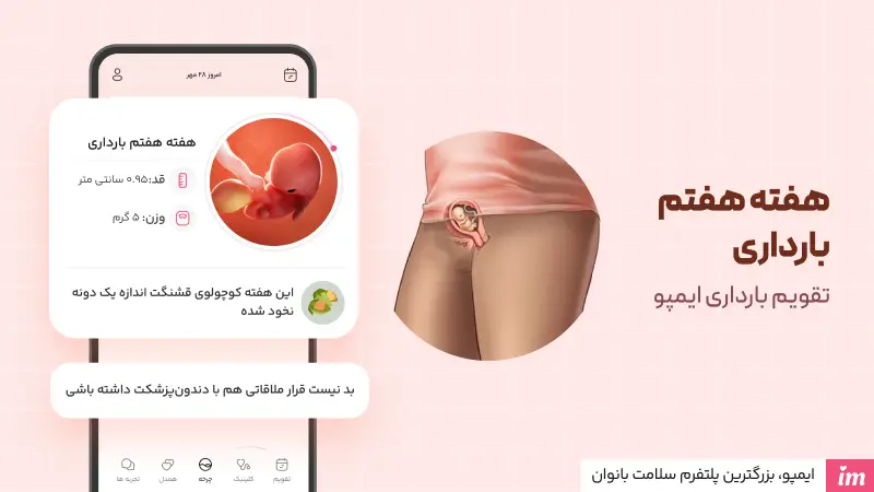 عکس جنین در هفته هفتم بارداری