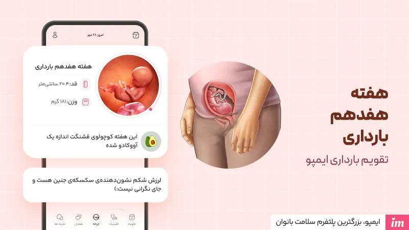 وضعیت جنین در هفته هفدهم بارداری