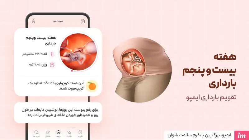 وضعیت جنین در هفته بیست و پنج بارداری