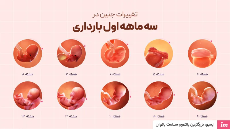 وضعیت جنین در سه ماهه اول بارداری