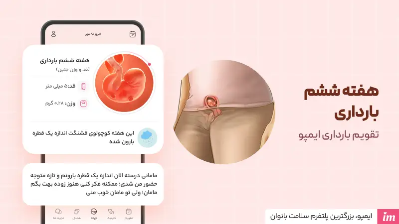 تغییرات و اندازه جنین در هفته ششم بارداری