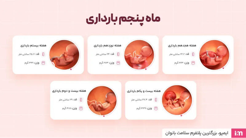 تغییرات جنین در ماه پنجم بارداری