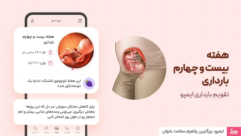 وضعیت جنین در هفته بیست و چهارم بارداری