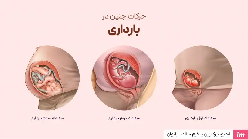 انواع حرکات جنین در هفته‌های مختلف بارداری 