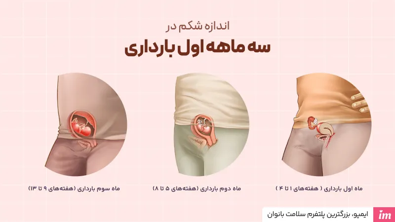 اندازه شکم در سه ماهه اول بارداری