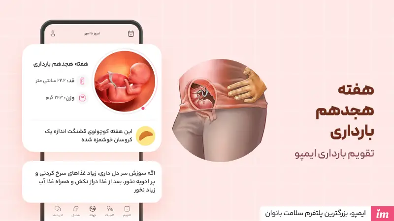 عکس جنین در هفته هجدهم بارداری