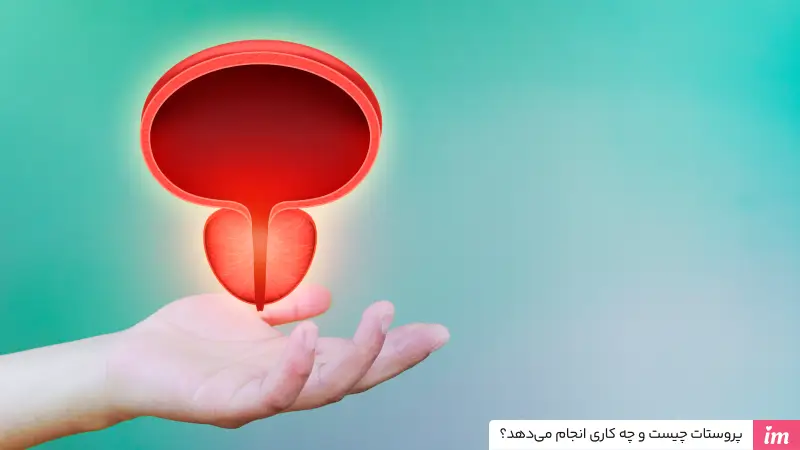 پروستات چست عکس