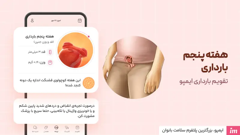 هفته پنجم بارداری جنین چگونه است؟